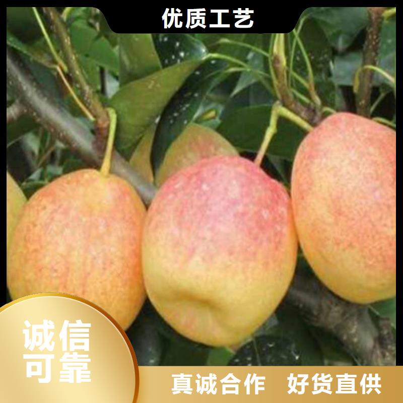 #桃树苗厂家