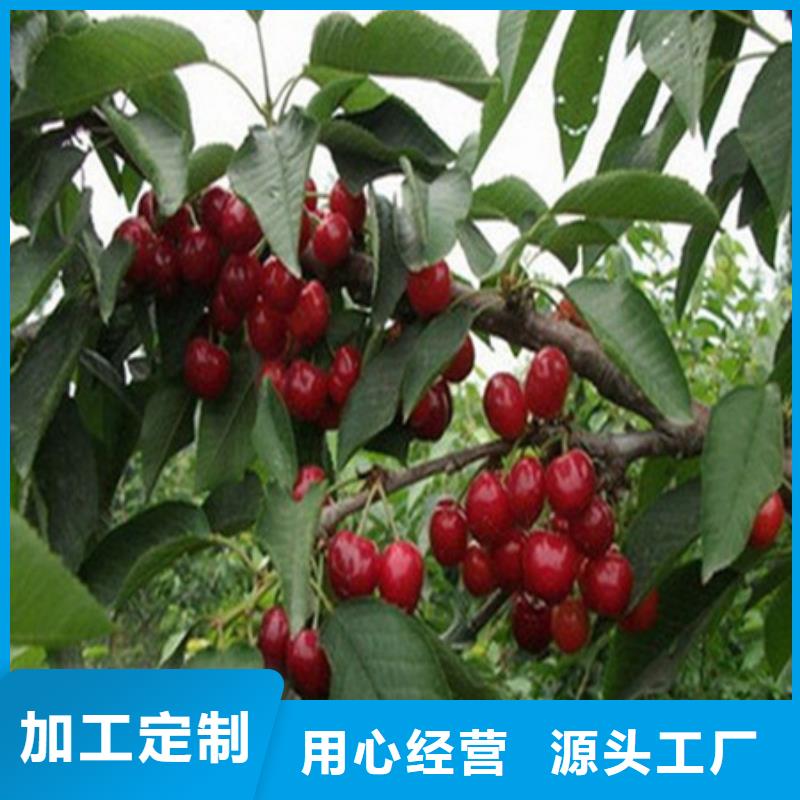 桃树苗-盛鑫园艺场