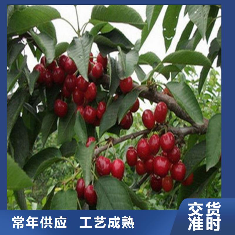 批发桃树苗_诚信企业
