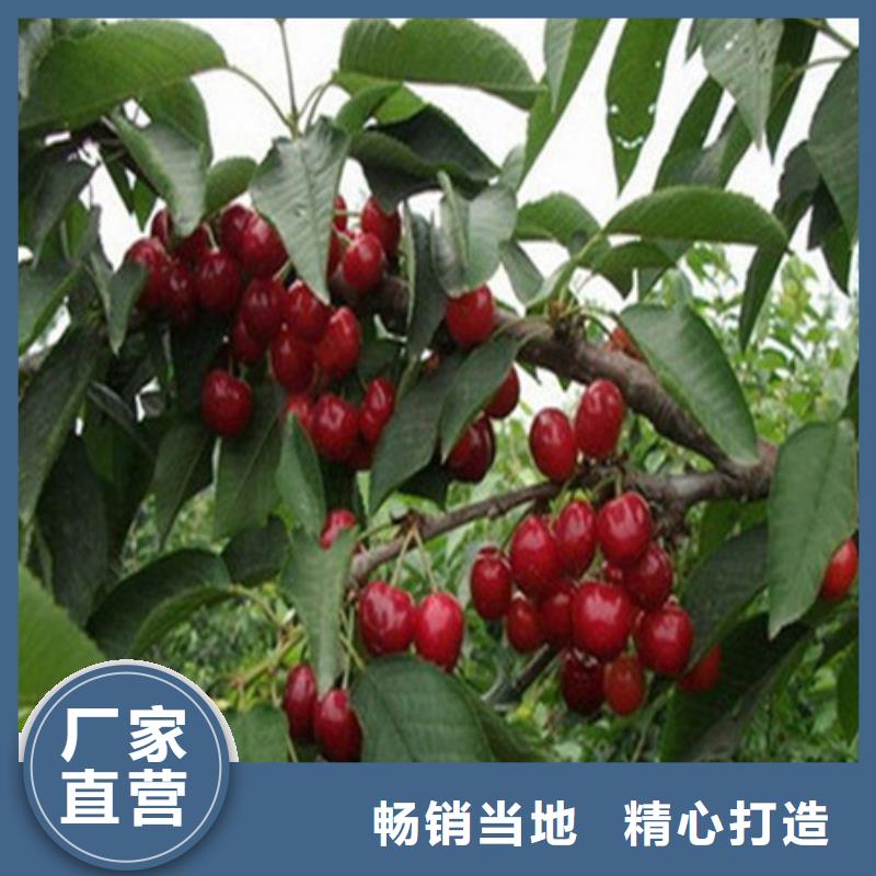 桃树苗质量有保证