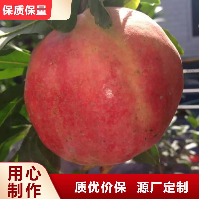 桃树苗、桃树苗厂家直销