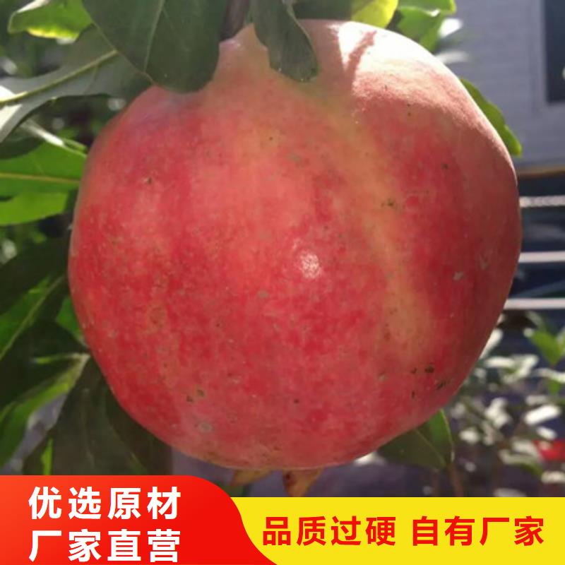 桃树苗厂家地址