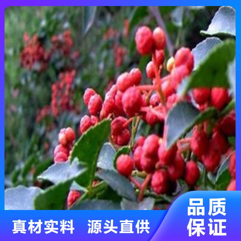 桃树苗让利批发
