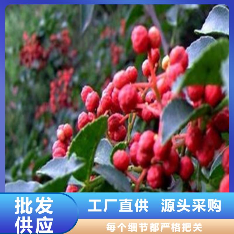 供应批发桃树苗-热销