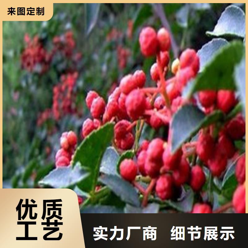 桃树苗厂家现货充足