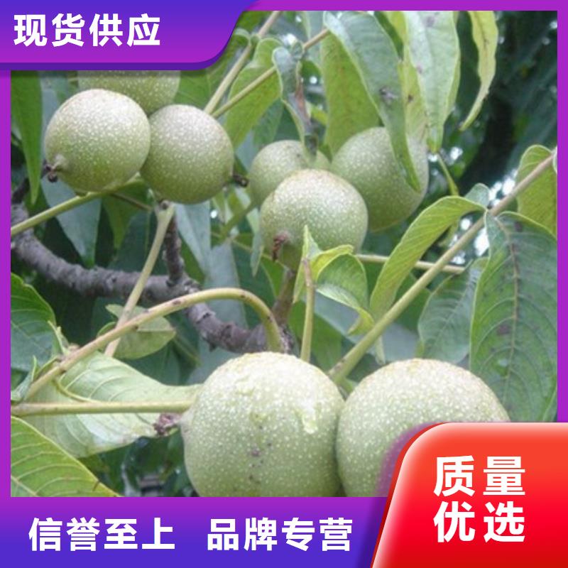 桃树苗物美价廉厂家