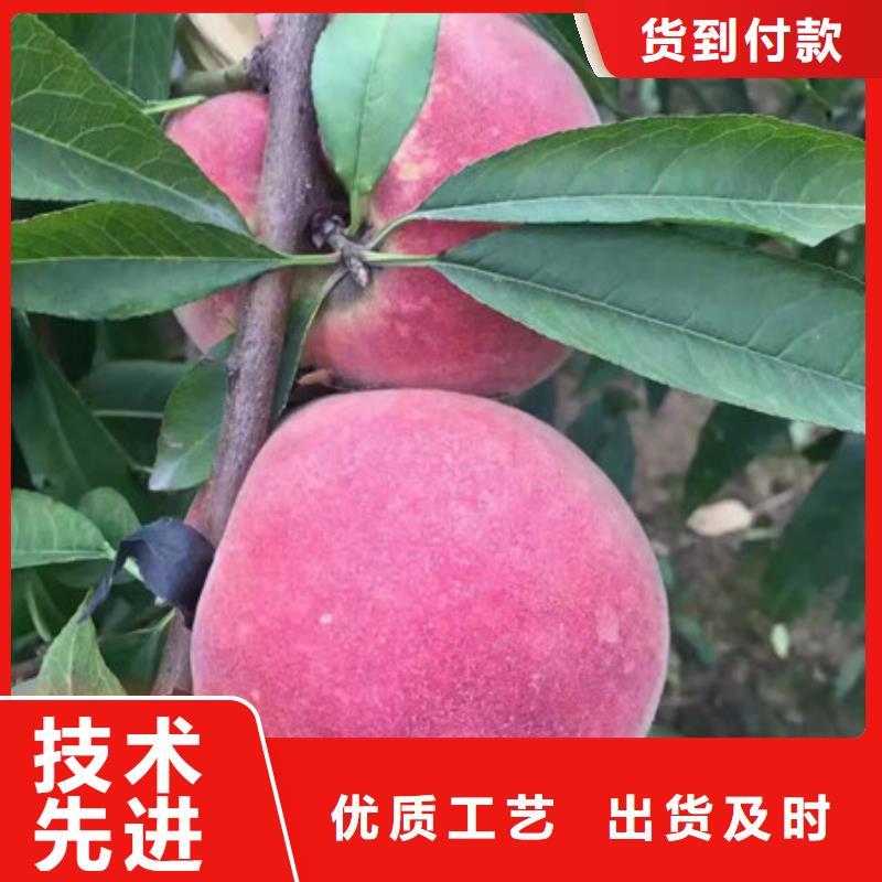 桃树苗促销