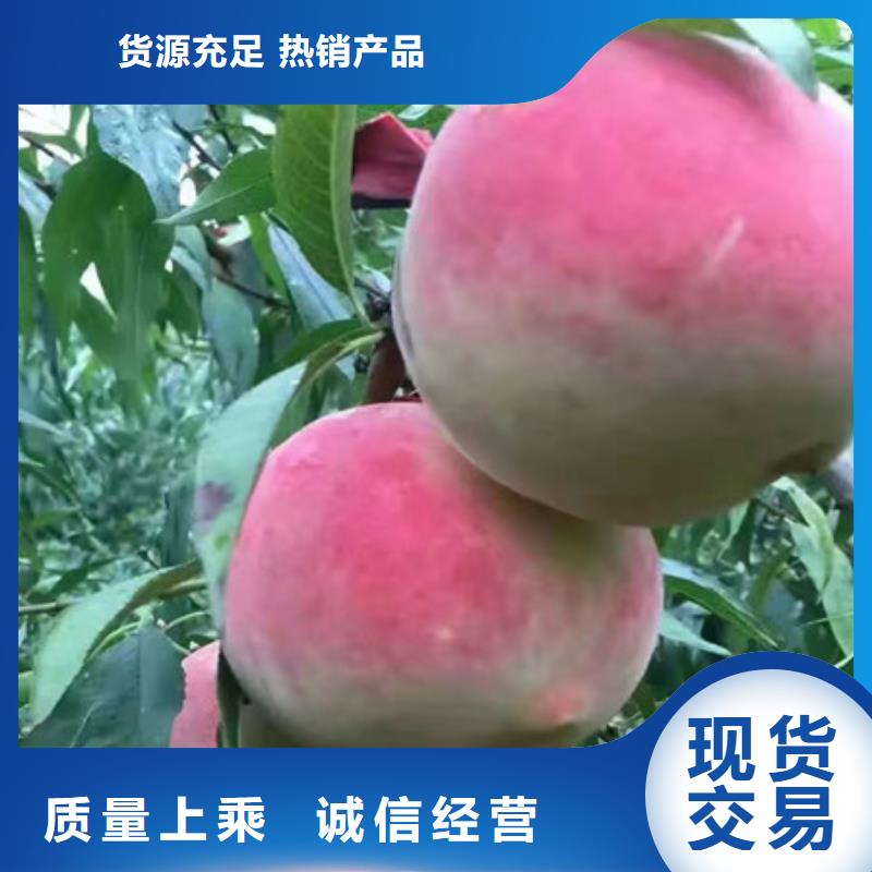 桃树苗、桃树苗生产厂家-价格合理