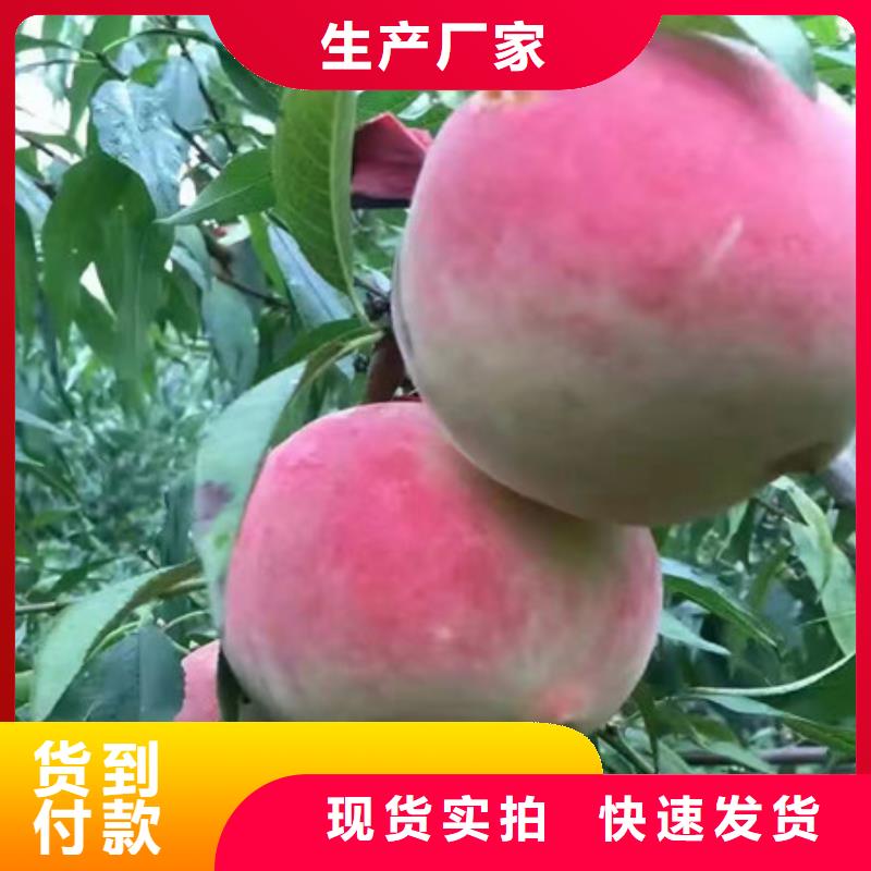 桃树苗价格、桃树苗厂家