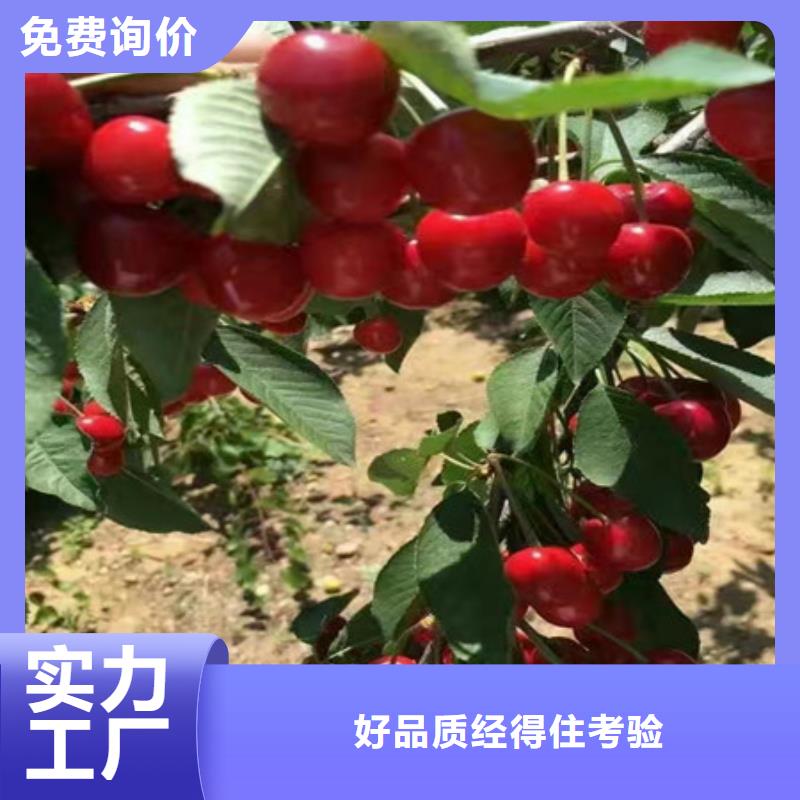 销售桃树苗-盛鑫园艺场