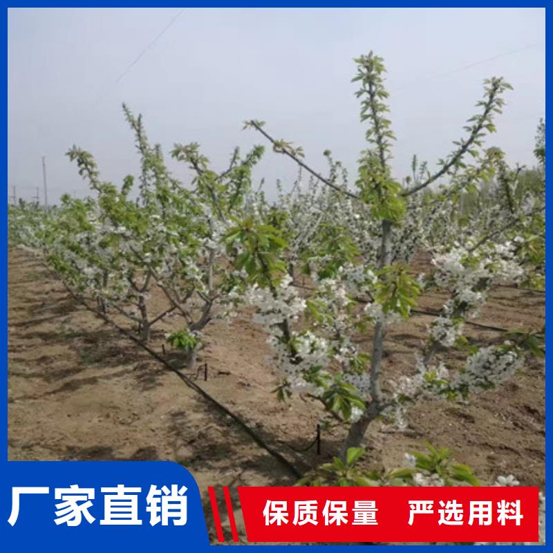 2025价格优惠#桃树苗#本地厂家