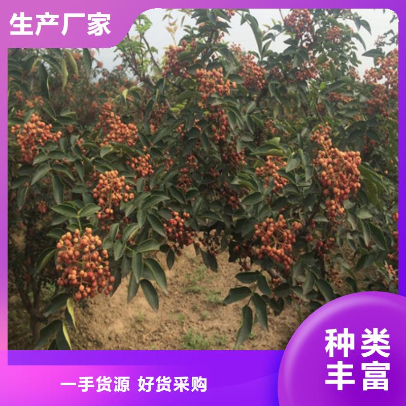 采购花椒苗认准盛鑫园艺场同城品牌