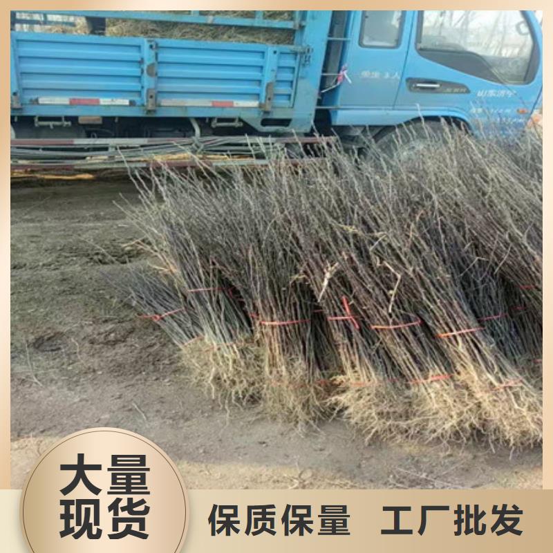 批发花椒苗的厂家优质货源