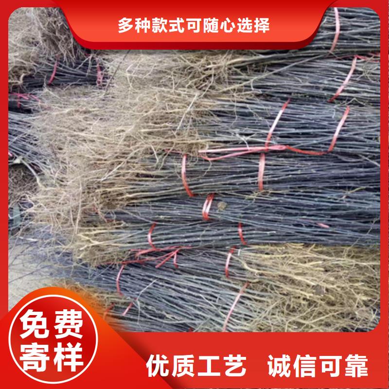 花椒苗省心省钱当地厂家