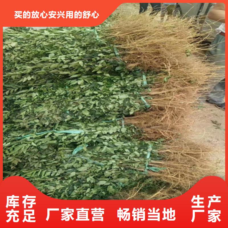 花椒苗合格才出厂甄选好物