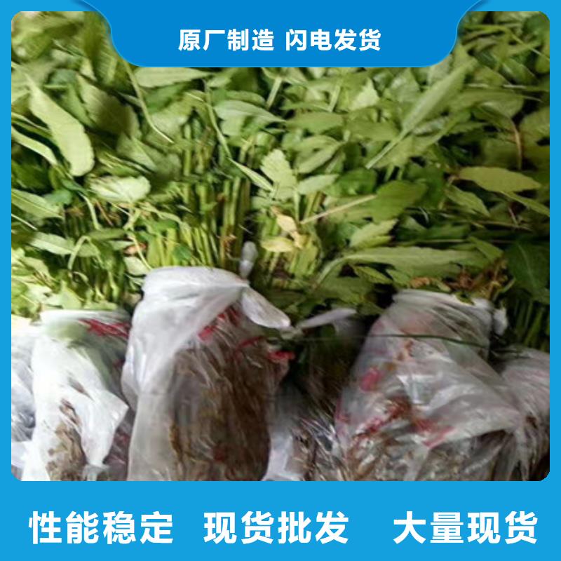 定制花椒苗的生产厂家诚信厂家