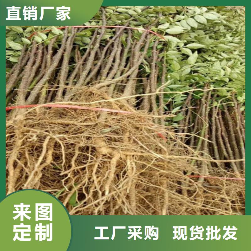 花椒苗免费拿样优质原料