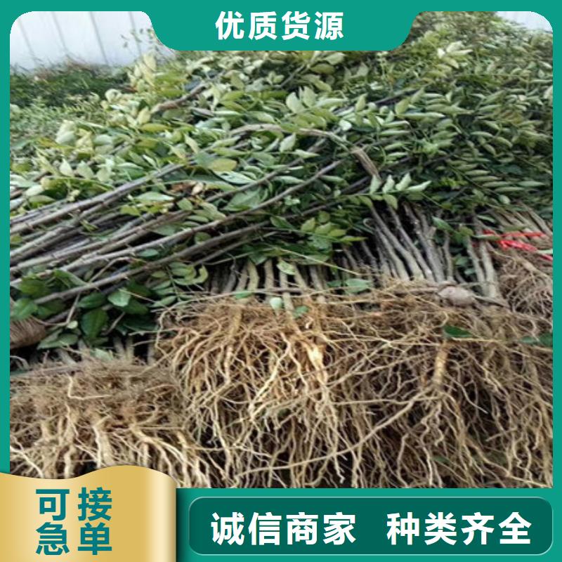 花椒苗免费设计放心选购