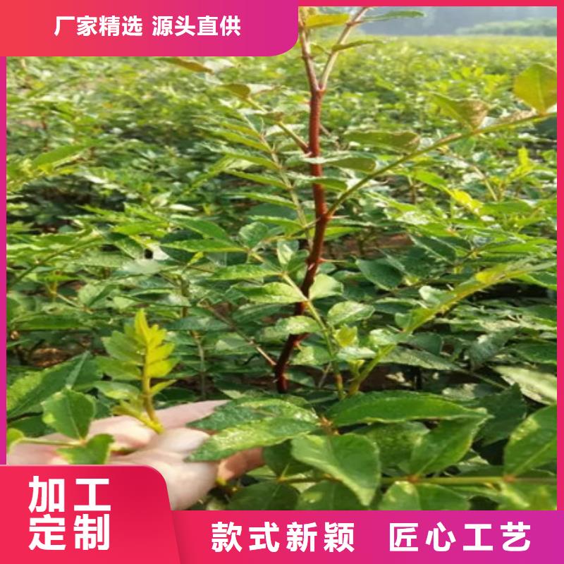 花椒苗样式众多当地厂家