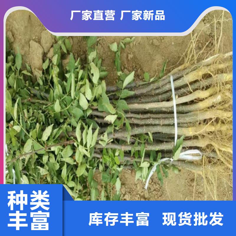 花椒苗精选商家专业品质