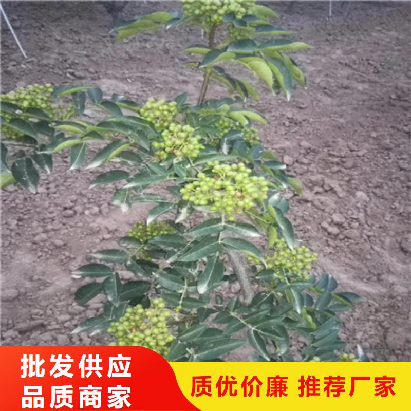 2025型号齐全#花椒苗#直接报价甄选好物