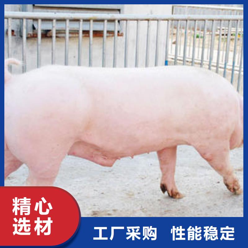 种猪-种猪放心