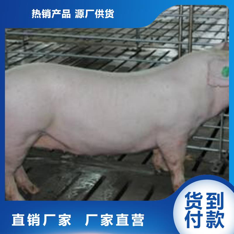 随时验厂##种猪##实力保障