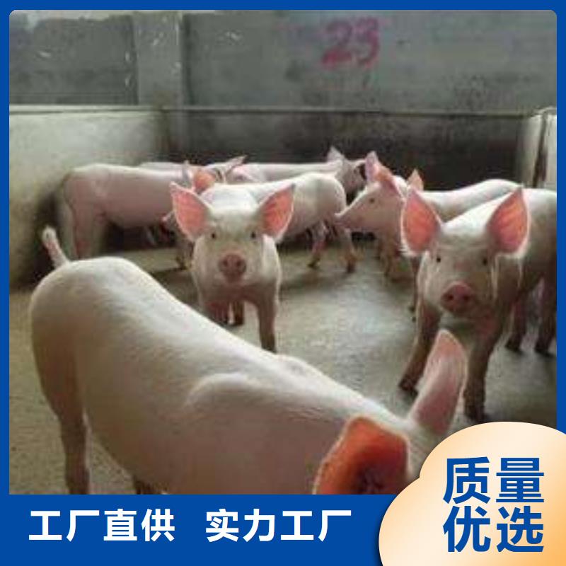 质量优的种猪品牌厂家