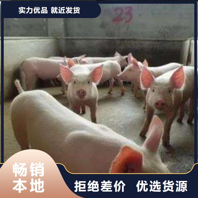 诚信的种猪厂家
