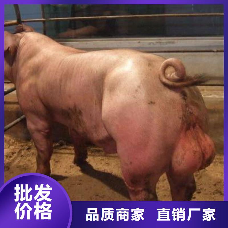 种猪-售后无忧