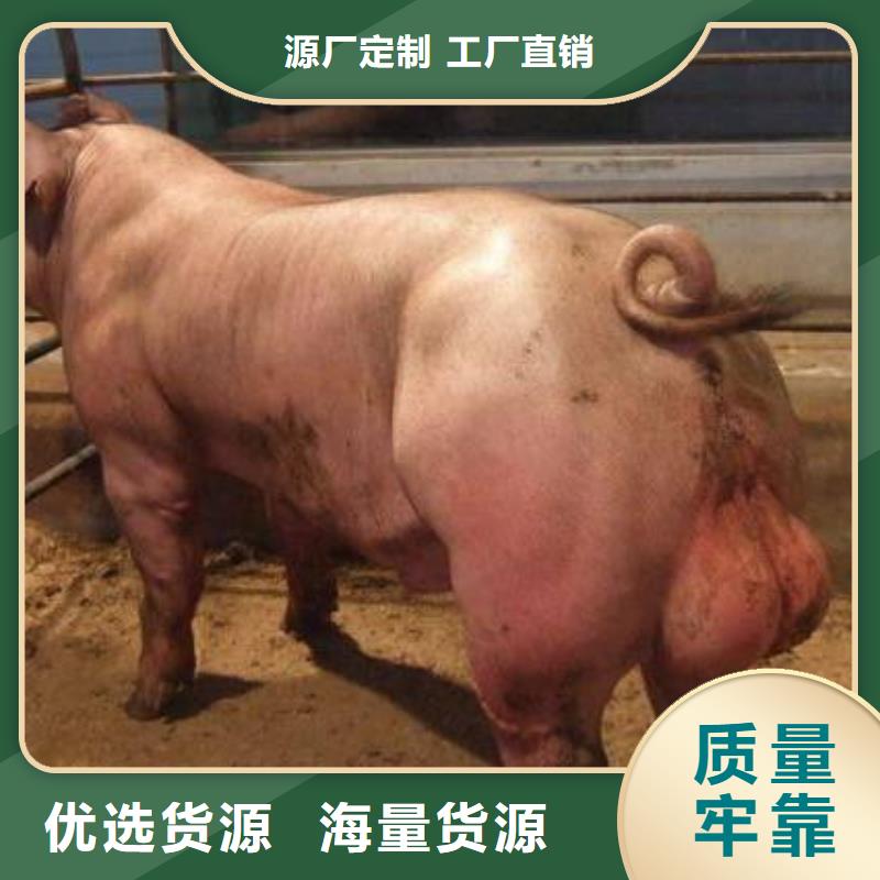 价格低的种猪本地厂家