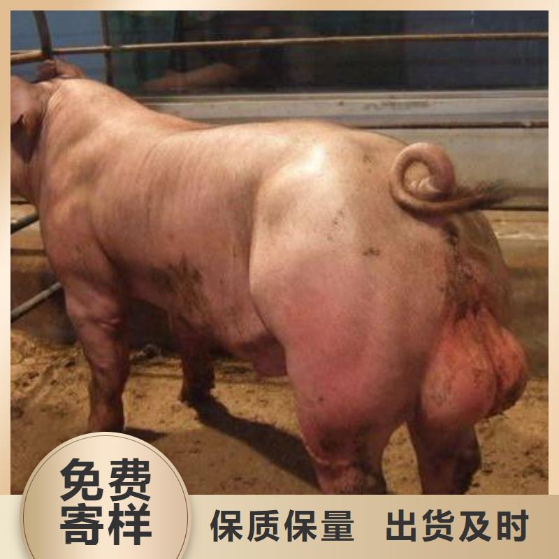 种猪、种猪厂家直销-质量保证