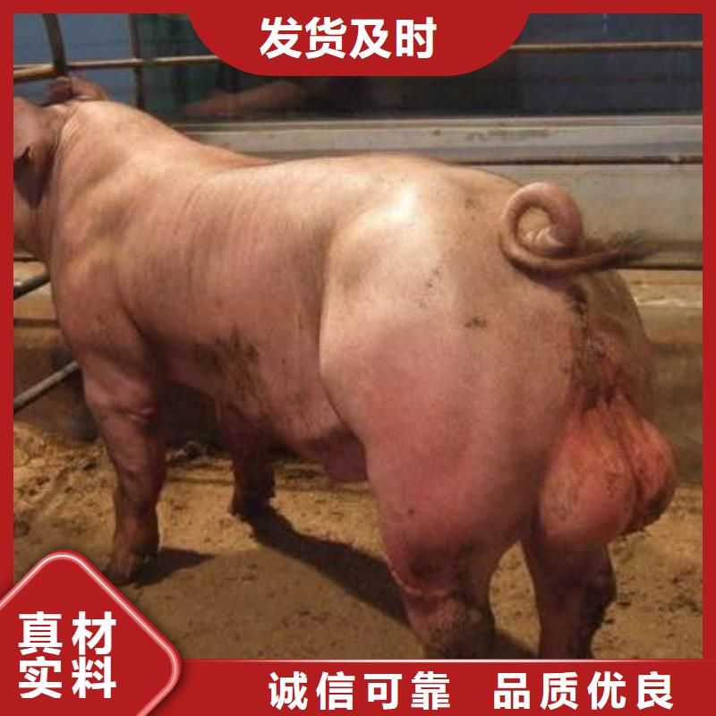 种猪工厂直营