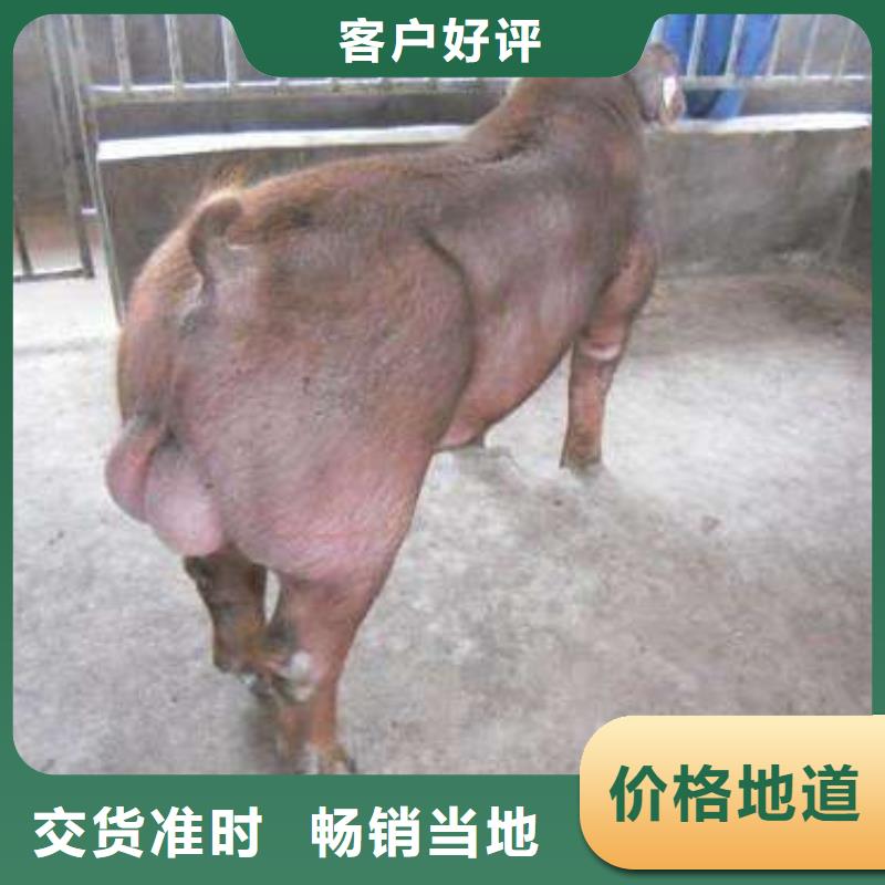 种猪厂家，直销