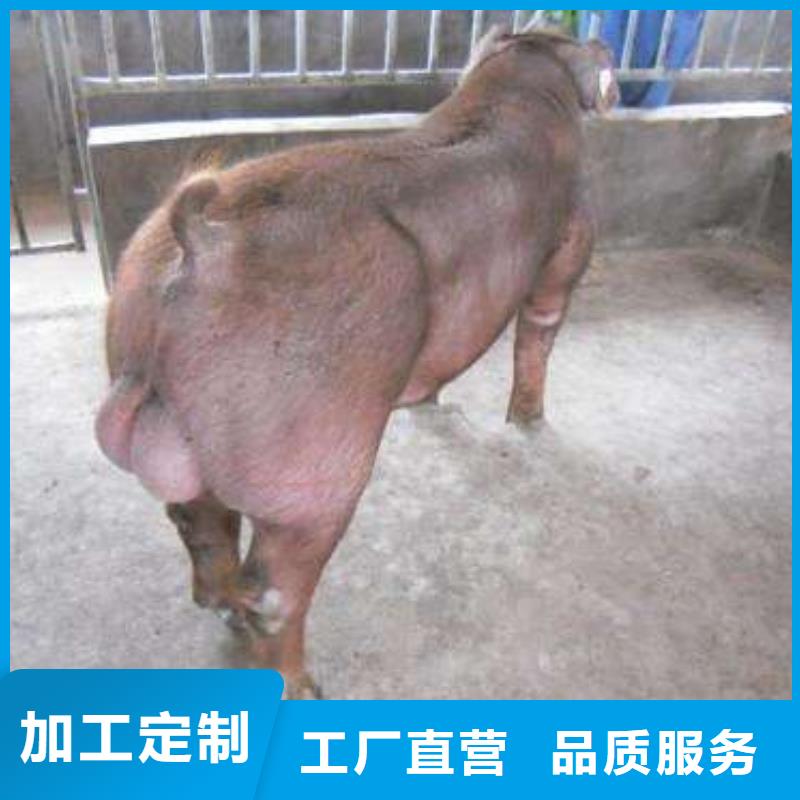种猪