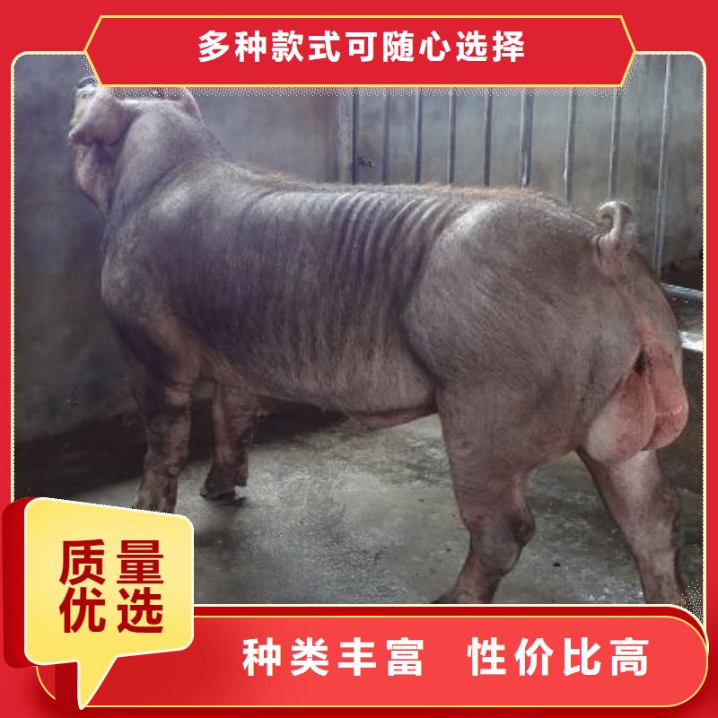（种猪推广）高产苏太母猪价格（长太母猪价格）