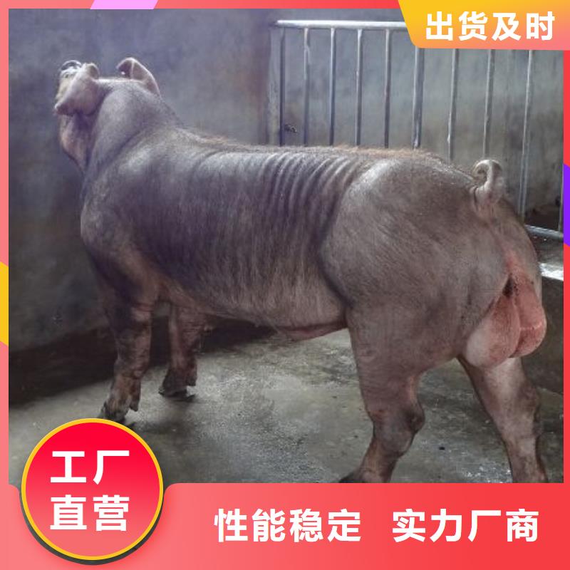 种猪报价-厂家