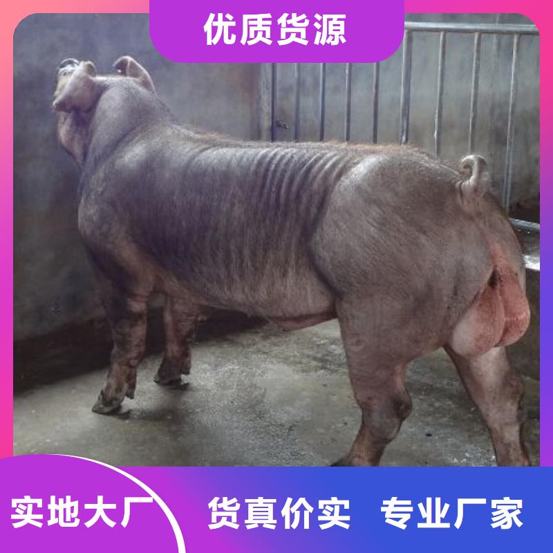 值得信赖的种猪基地