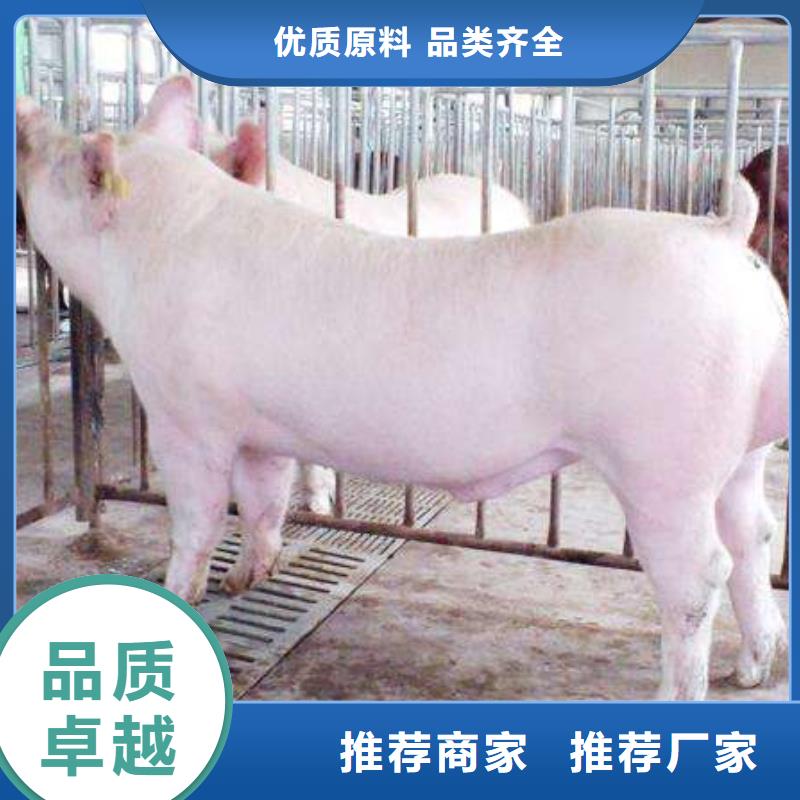 供应批发种猪-价格优惠
