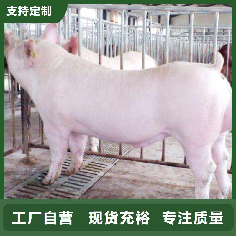 种猪选购经验