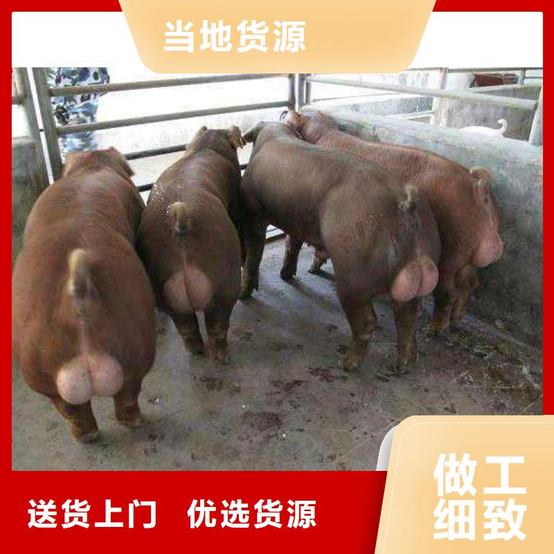 #种猪厂家