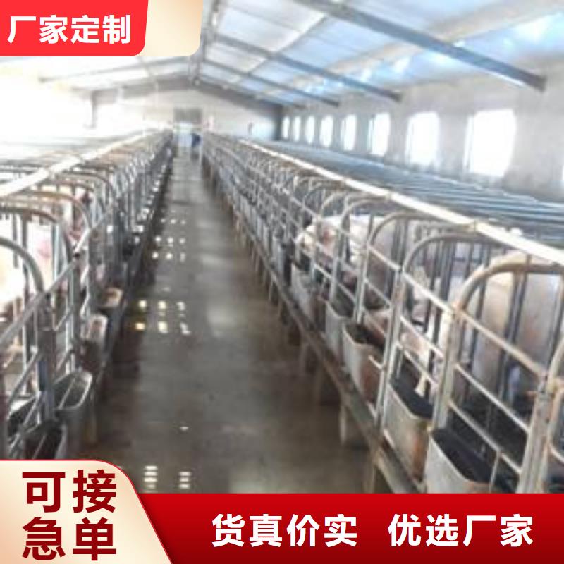 种猪欢迎下单当地公司