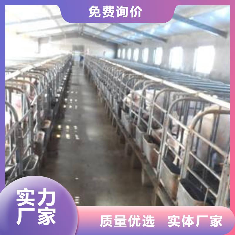 库存充足的种猪供货商
