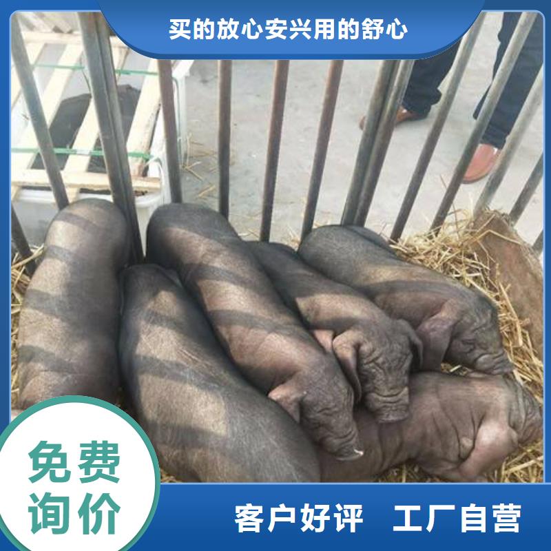 种猪一站式厂家