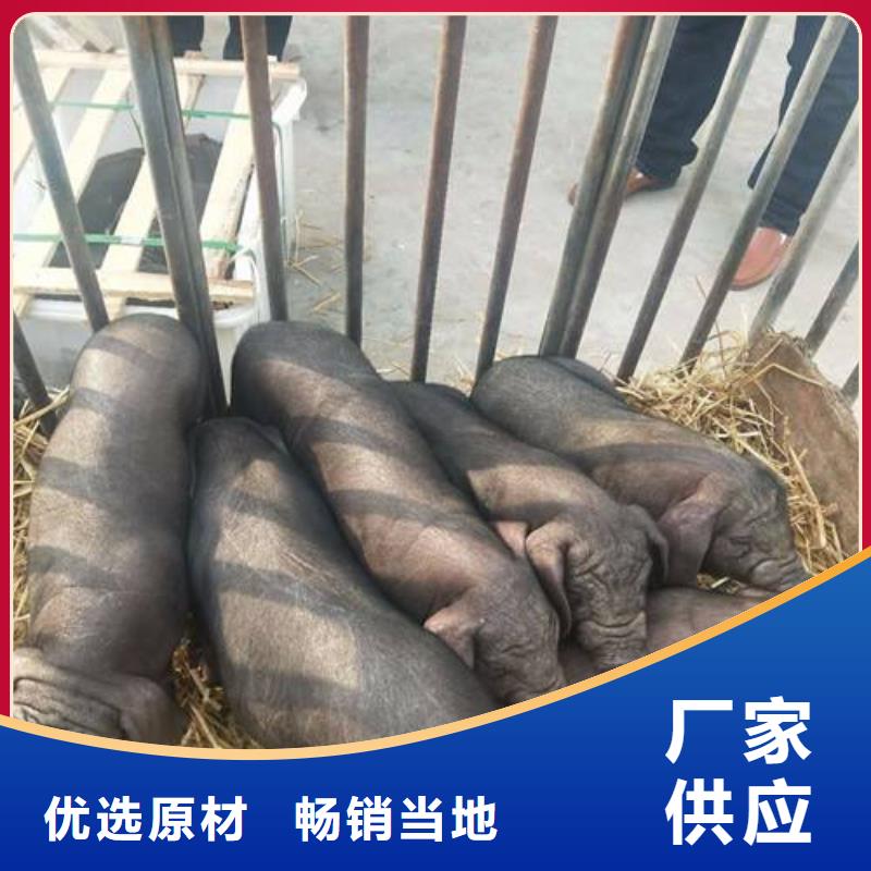 （种猪批发）大约克公猪价格（原种太湖母猪价格）