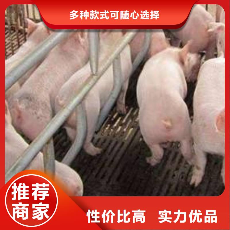 种猪新品促销