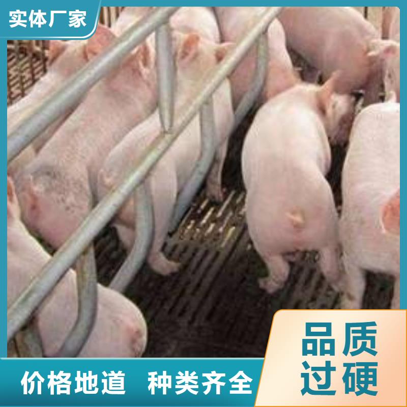 常年供应种猪-省钱