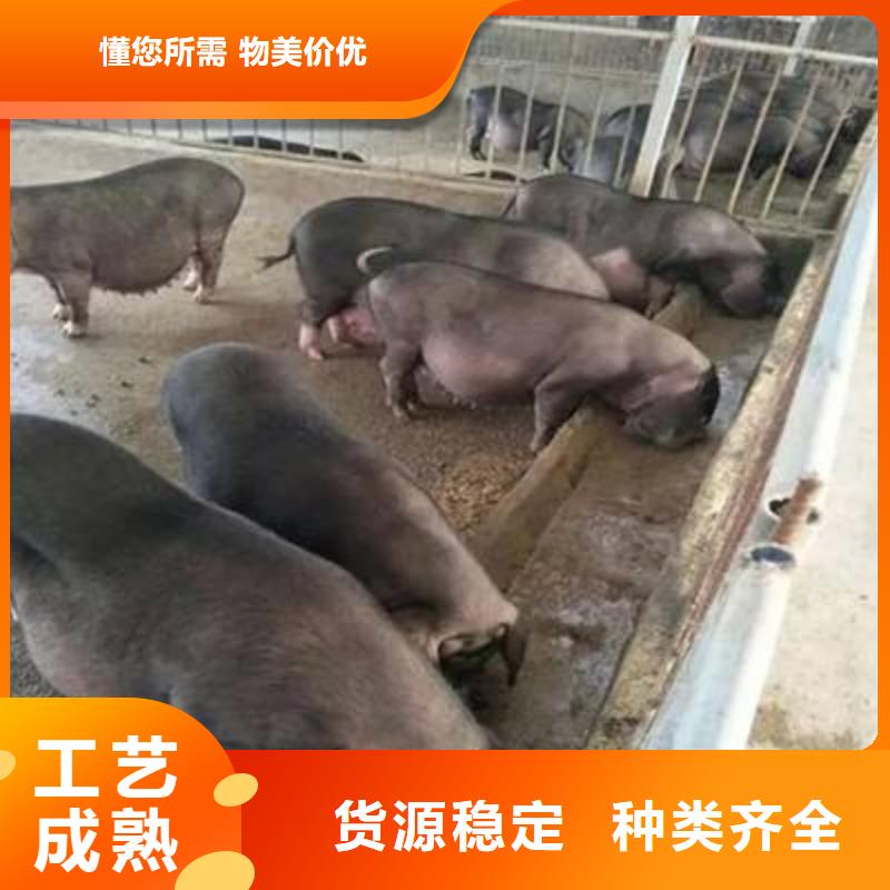 种猪常年批发