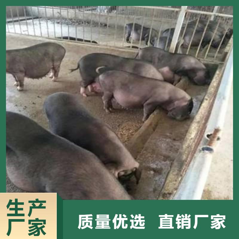 重信誉种猪厂家价格同城供应商