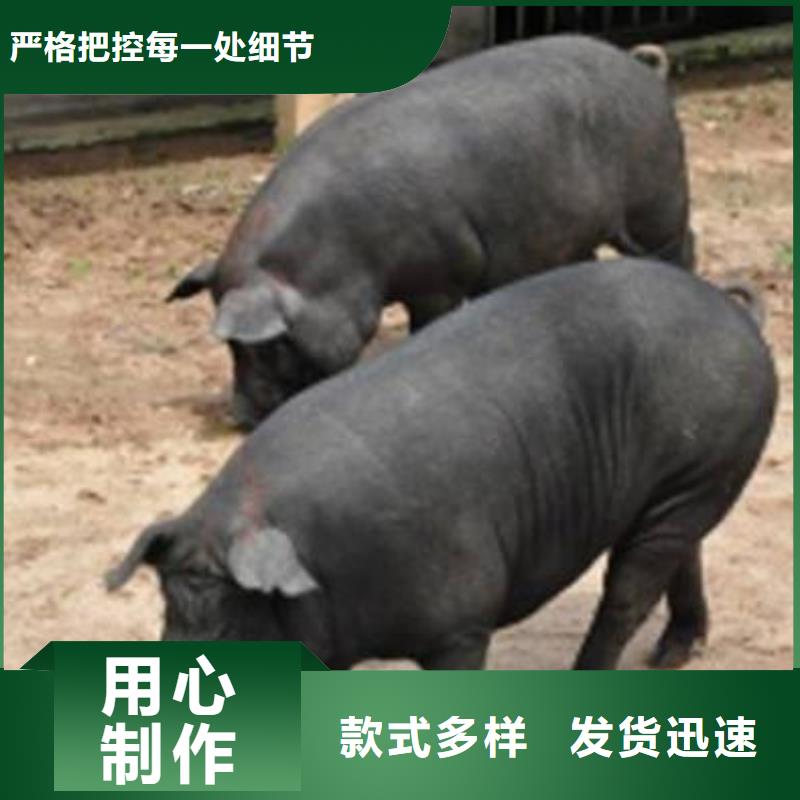 种猪有资质